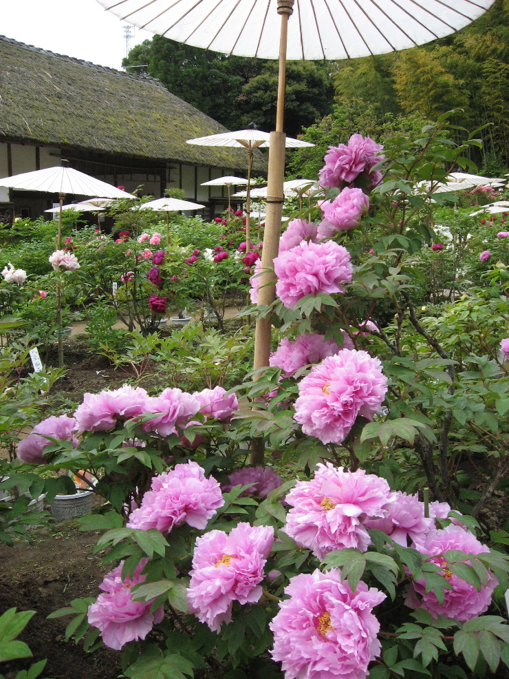 牡丹園内の様子