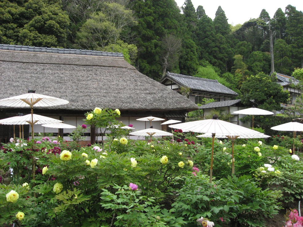 牡丹園内の様子