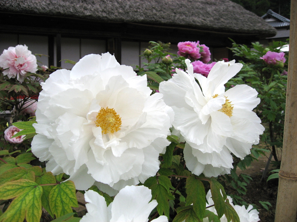 牡丹園内の様子