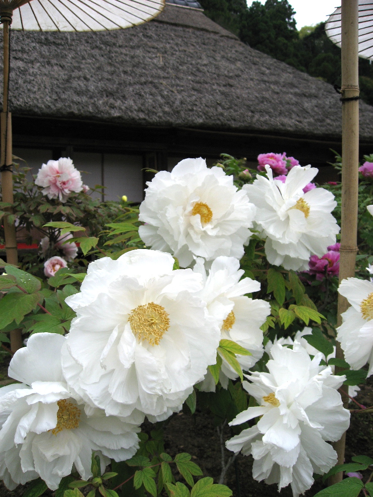 牡丹園内の様子