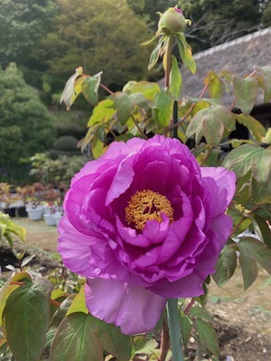 2026-4-6